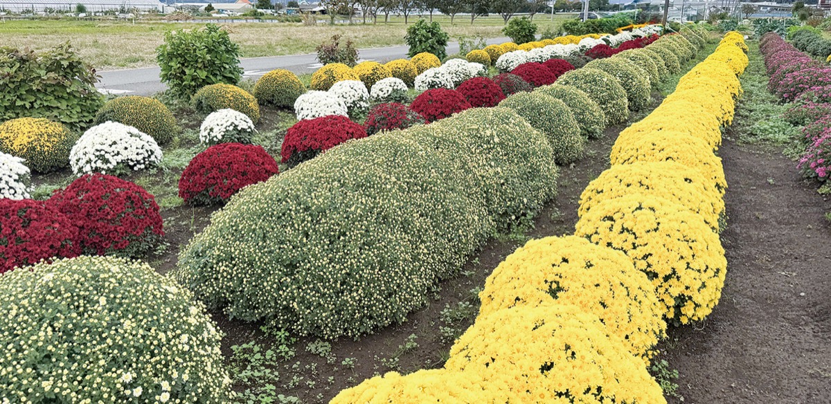 平塚、中井でざる菊見頃