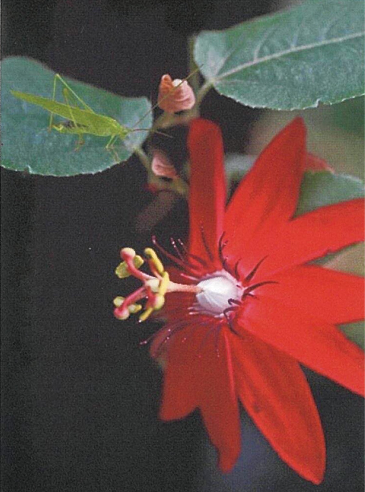 湘南「花の会」が写真展