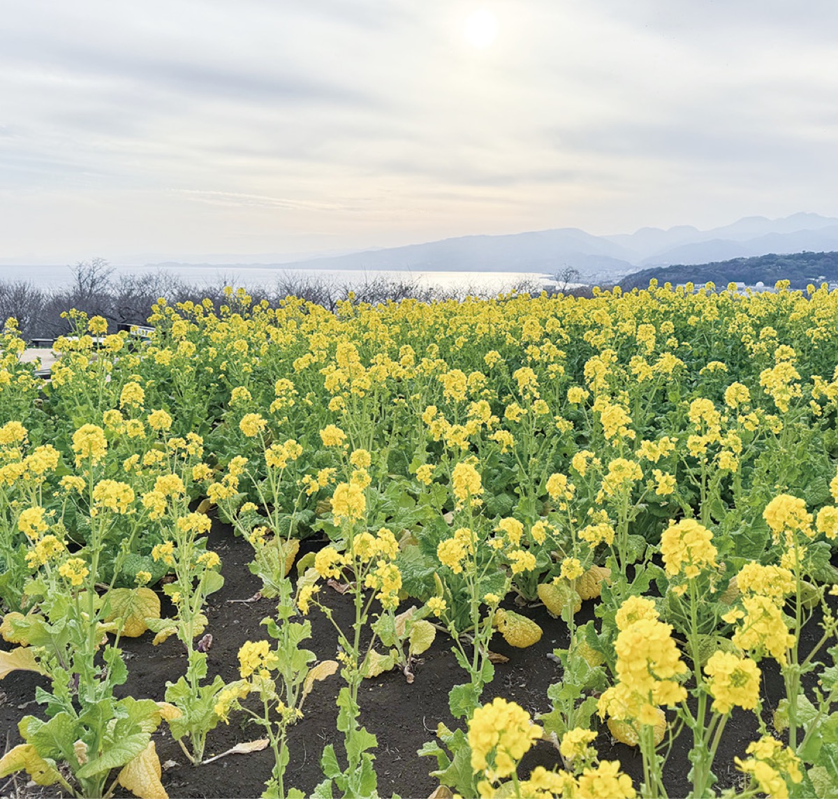 吾妻山の菜の花見頃
