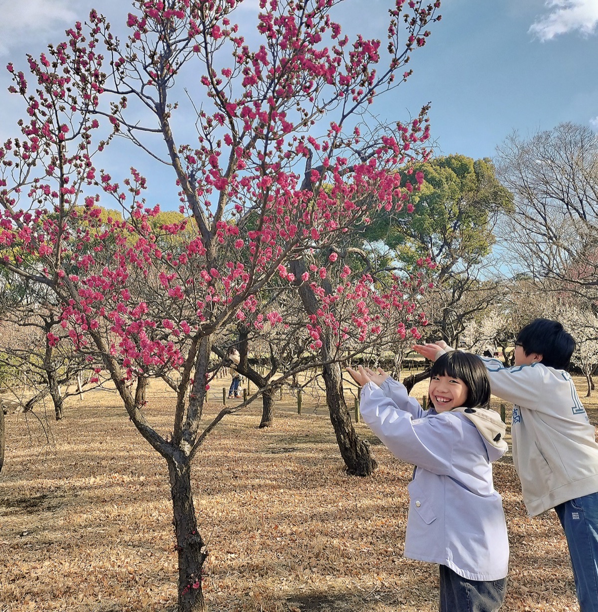 春告げる梅　ほころぶ