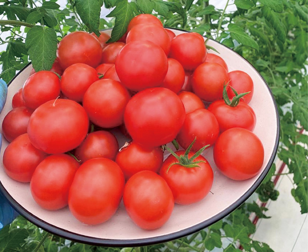 ２月末に収穫したトマト