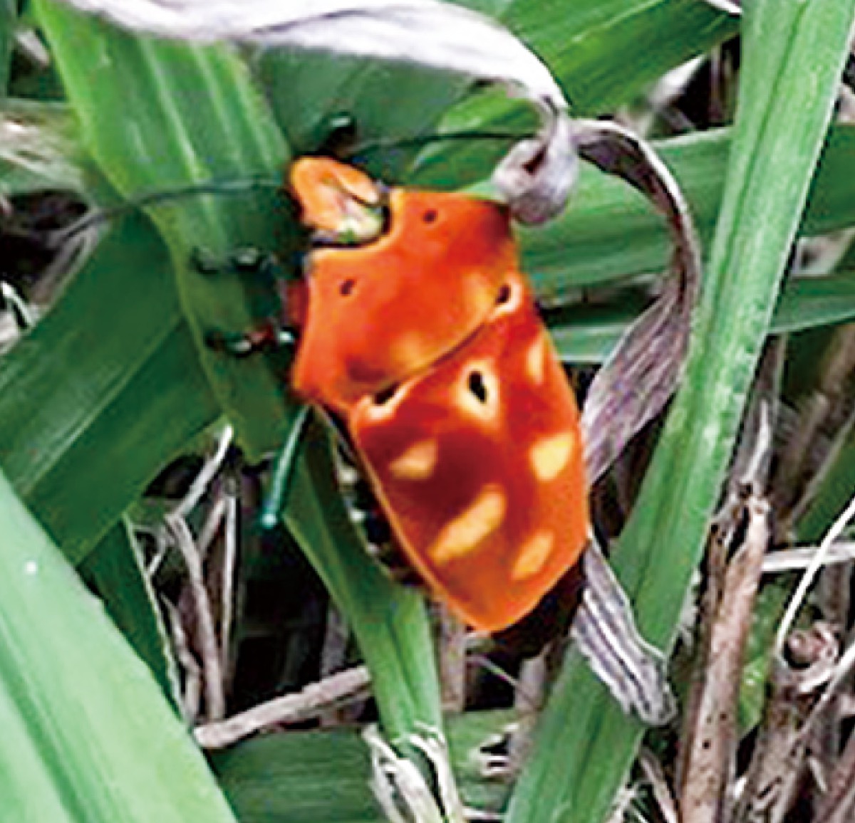 厳島湿生公園で発見した際に撮影したアカギカメムシ（山崎さん提供）