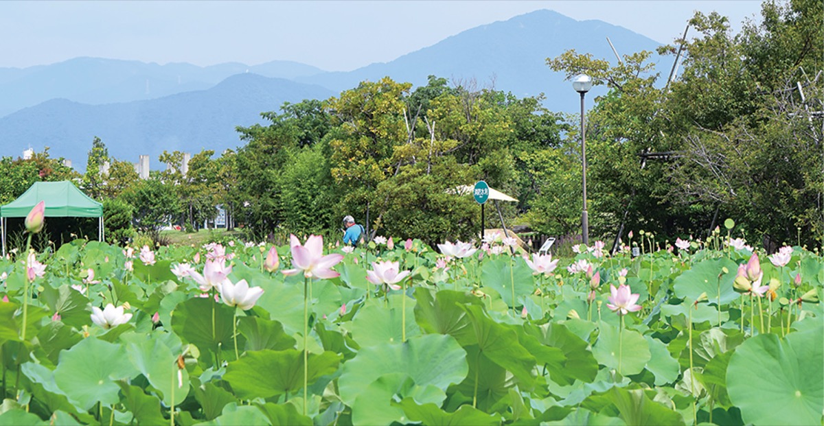 大山を望む蓮田(7月31日撮影)