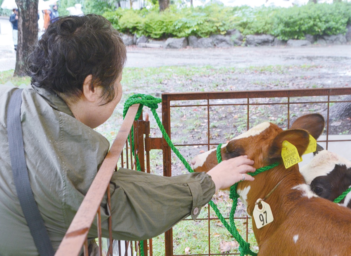 子牛に触れ合う来場者