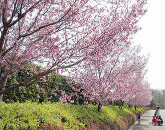 中井中央公園で開花したおかめ桜（3月25日撮影）。寒緋桜と豆桜の交配によって誕生した早咲きの桜で、下向きに咲く濃いピンク色の花が特徴。