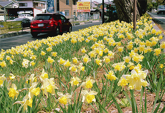 旧東海道に咲く水仙（4月2日撮影）