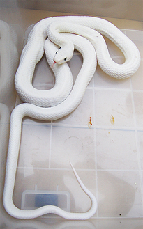 境内で捕獲された白いヘビ