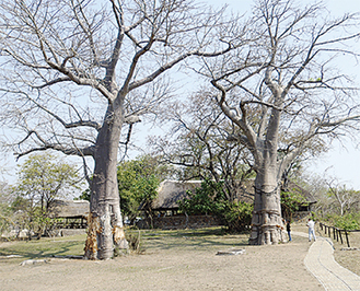 巨大なバオバブの木