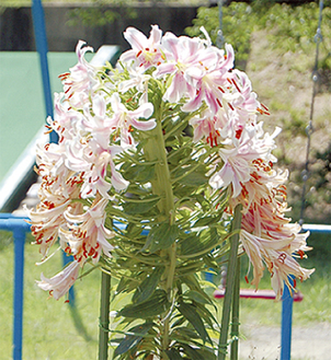 １茎に約80個以上もの花が着いた久杉公園のユリ（７月12日撮影）