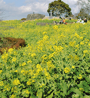 吾妻山公園山頂の斜面に咲く菜の花（12月20日撮影）