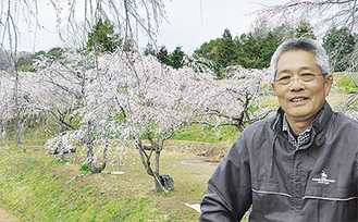 山口一男さんと三春滝桜の子樹（４月７日撮影）