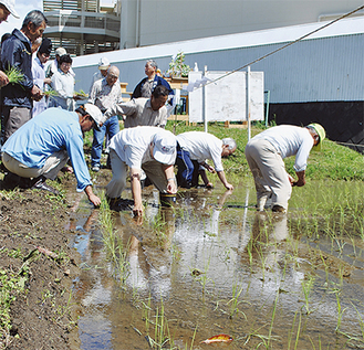 神饌田にイセヒカリの苗を植える神社役員
