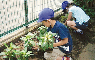 苗を植える国府幼稚園の園児