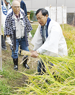 神饌田で稲を刈る神社役員