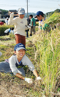 手作業で稲を刈る児童