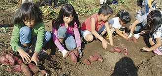 土に触れて芋掘りを楽しむ子どもたち