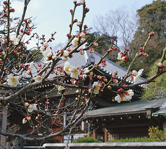 可憐な花を広げる「地福寺」の白梅。今年は例年より遅めの開花となった場所が多い