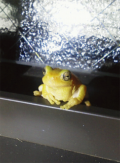 脇さん宅にあらわれた黄色いカエル（写真提供：脇泰貴さん）