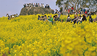 吾妻山公園山頂で満開になった菜の花（１月26日撮影）