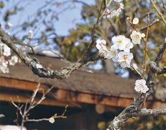 可憐に咲く旧吉田茂邸日本庭園の梅（２月７日撮影）