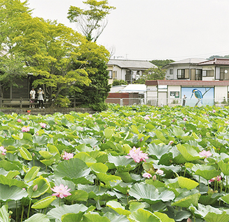 厳島神社を囲むように生い茂る蓮（７月21日撮影）