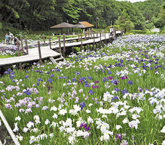 遊歩道沿いに白や紫色の花が咲き誇る（6月6日撮影）