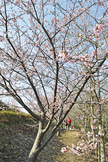 中井中央公園で開花した河津桜（２月27日撮影）