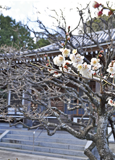 境内で開花した梅の花（１月21日撮影）