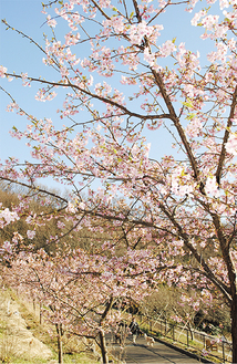 南側斜面に咲く河津桜（２月４日撮影）