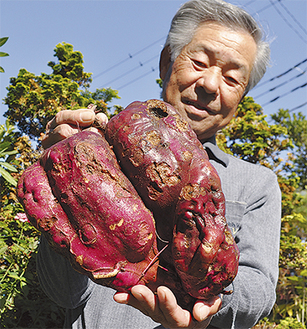佐藤さんが収穫した重さ４kgのサツマイモ