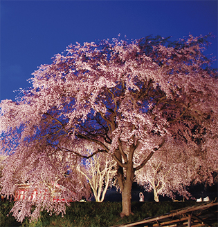 ドーム状に枝を垂らし、ライトアップされた滝桜（３月31日撮影）