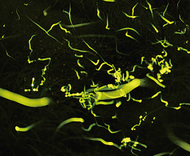 ゲンジボタルの観賞会