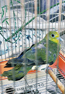 アオバト救急搬送