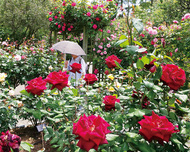 花咲き誇る大磯を満喫