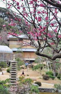 旧吉田茂邸地区で開花した紅梅＝１月27日撮影