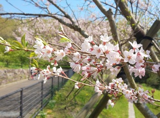 大磯運動公園の大磯小桜（４月４日撮影）
