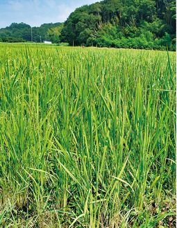焼酎用の米を育てる仲出川さんの田んぼ