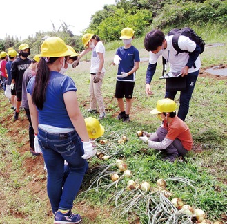 玉ねぎの収穫体験をする小学生(町提供）