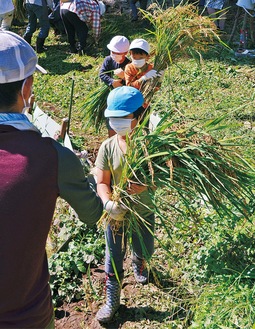 刈り取った稲を運ぶ園児たち