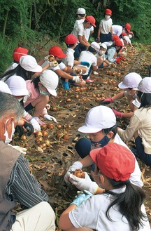 玉ねぎを収穫する小学生たち＝二宮町一色
