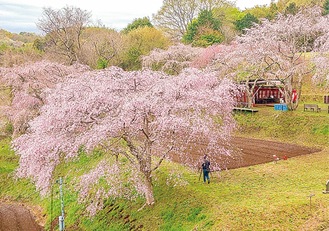 まつもと滝桜　＝３月27日撮影