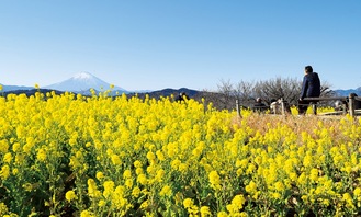 菜の花と富士山（1月18日撮影）