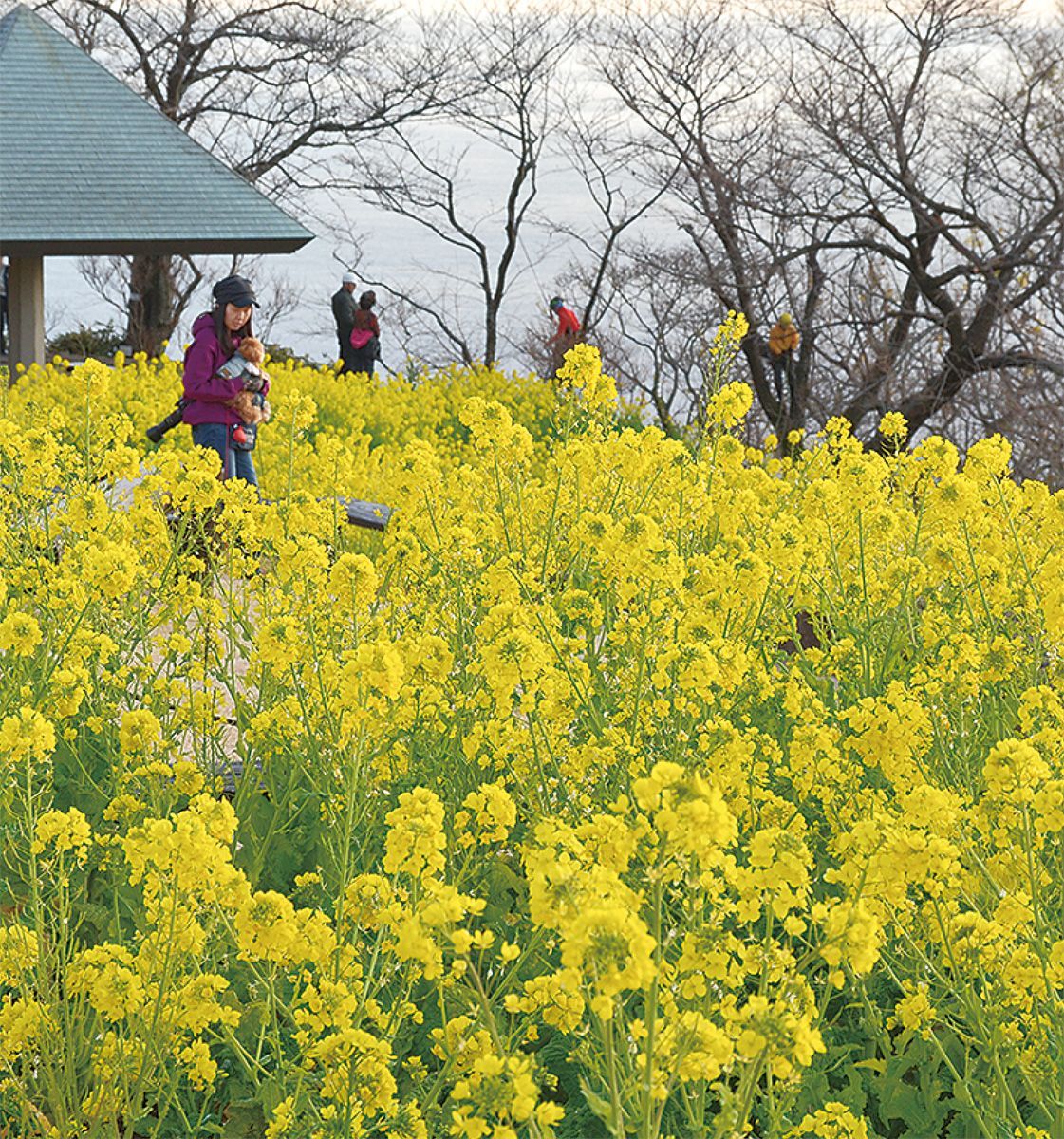 吾妻山菜の花が見頃 あすから関連イベントも 大磯 二宮 中井 タウンニュース