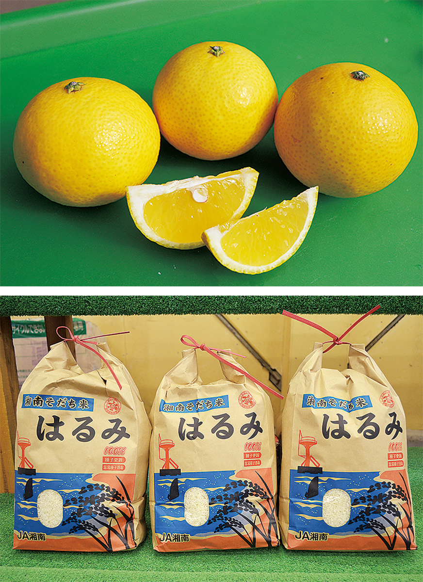 湘南ゴールド（上）とはるみ