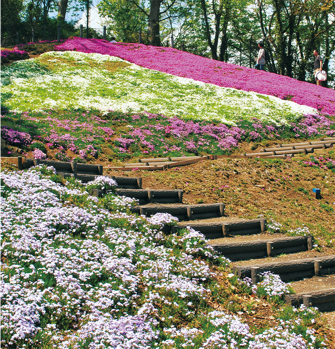 二宮 吾妻山 シバザクラが見ごろ 大磯 二宮 中井 タウンニュース