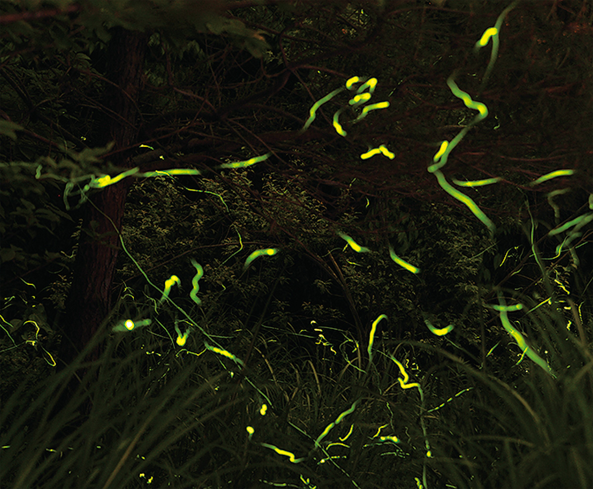 幻想的な光を楽しめる