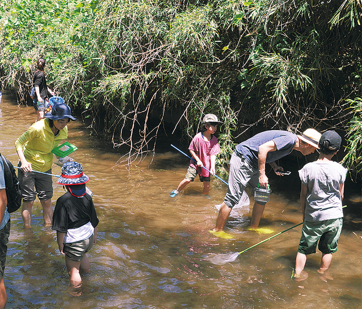 葛川ガサガサ 生き物観察 二宮町の小学生と保護者 大磯 二宮 中井 タウンニュース