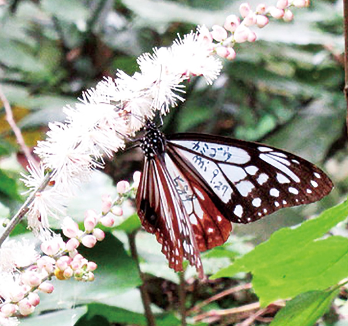 大磯に「旅するチョウ」