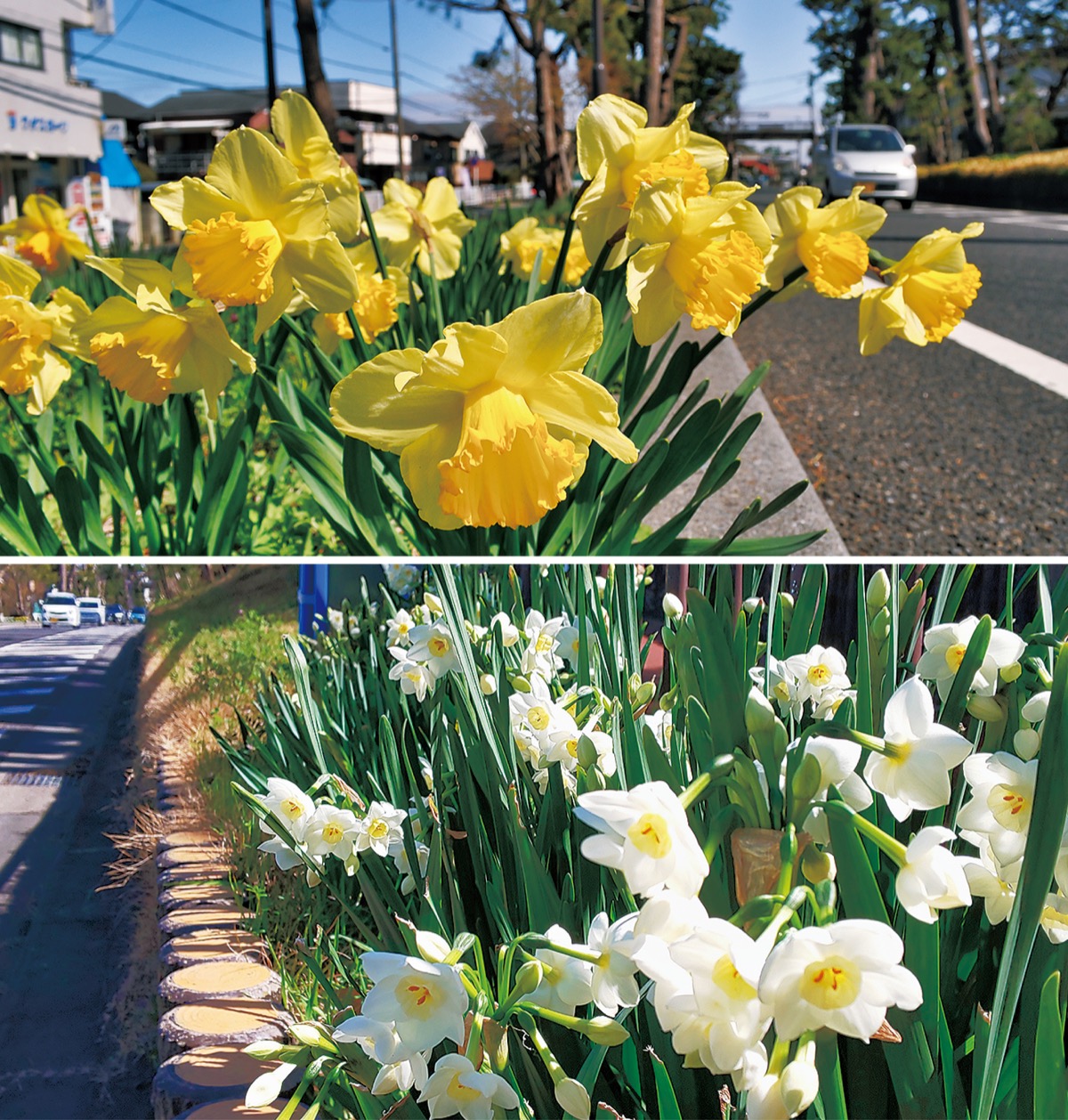 春風に揺れるスイセン