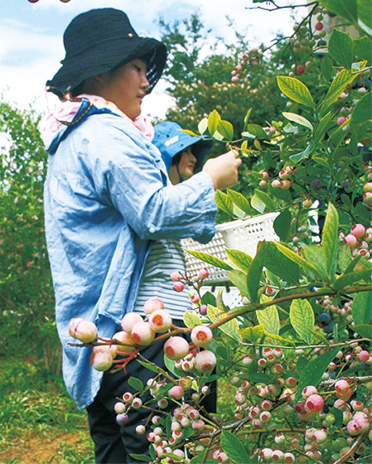 昨年の収穫のようす